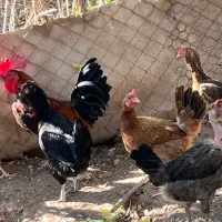 فروش تعدادی مرغ وخروس تخم گذار|حیوانات مزرعه|جم, |دیوار