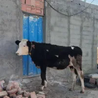 گوساله