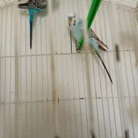 مرغ عشق معاوضه با مرغ خانگی