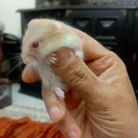 همستر مینیاتوری دونه ای صد تومن|موش و خرگوش|کرج, کرج نو|دیوار