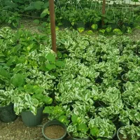 گل و گیاه اپارتمانی ،فروش عمده،مستقیم از گلخانه