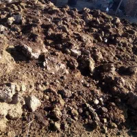 بارگوسفند|لوازم جانبی حیوانات|فیروزه, |دیوار