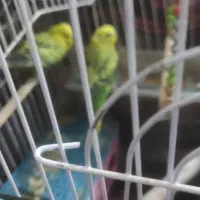 مرغ عشق فروشی