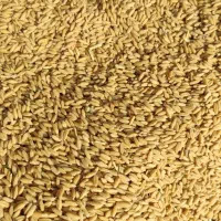 فروش گندم بذری بوجاری شده