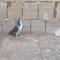 کبوتر پرشی نر