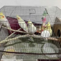 5000000|پرنده|میاندوآب, |دیوار