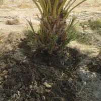 فروش 30عددگوک ربی|گل و گیاه طبیعی|ایرانشهر, |دیوار