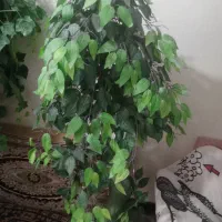 جراحی درختچه  مصنوعی|گل مصنوعی|زاهدان, |دیوار