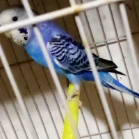 جوجه مرغ عشق دستی و بالغ نر.ماده|پرنده|تربتحیدریه, حسنی بالا|دیوار