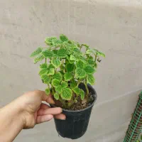 گل گندمی حوله ای رویال یشم رونا کالانکوآ|گل و گیاه طبیعی|مرودشت, استادیوم‎|دیوار