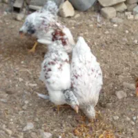 ویاندوت معاوضه|حیوانات مزرعه|اصفهان, سرشبادران|دیوار