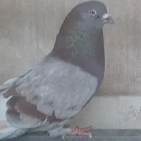 نر پیس