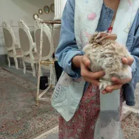 خرگوش باهوش قشنگ زیبا