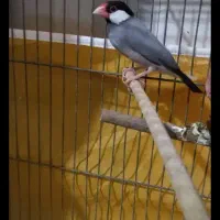 فنج نرگسی مولد