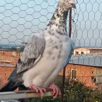 کبوتر