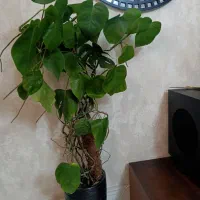 گل برگ انجیری با گلدان