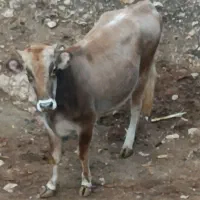 فروش گوساله پروار