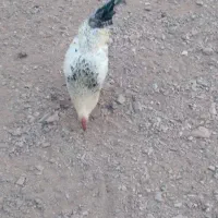 خروس رسمی محلی|حیوانات مزرعه|ساوه, |دیوار