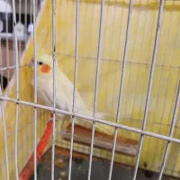 عروس هلندی