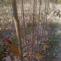 نهال گیلاس لاپینز امریکایی