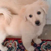 سگ اشپیز|سگ|آستانه اشرفیه, |دیوار