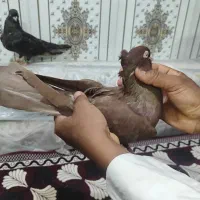 کبوتر سربی|پرنده|شادگان, |دیوار