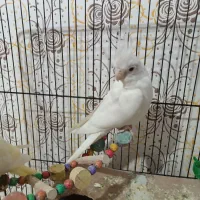 یک جفت عروس هلندی کاملا سالم و زرنگ|پرنده|گلبهار, شهر جدید گلبهار|دیوار