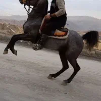 مادیان کرد.شجره دار ۵سال