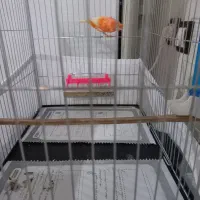 قناری رد فکتور نر و ماده