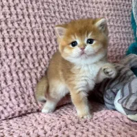 بچه گربه های اشرافی و زیبا