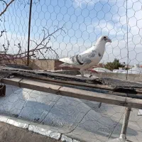 کبوتر فروشی