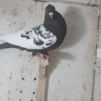 کبوتر سینه سیاه دوکت شیر|پرنده|صدرا-فارس, فاز ۲|دیوار
