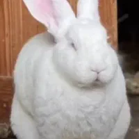 خرگوش|موش و خرگوش|تهران, ولنجک|دیوار