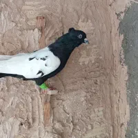 کبوتر سینه کله دنب سفید