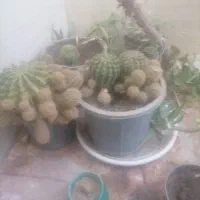 گل ماکتوس