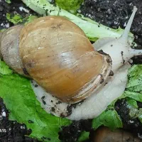 حلزون|خزنده|تهران, دروازه شمیران|دیوار