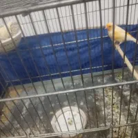 جفت قناری روی تخم