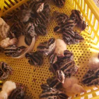 بلدرچین سه روزه کوچک