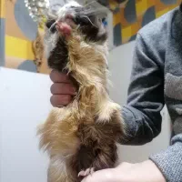 خوکچه|موش و خرگوش|تبریز, |دیوار