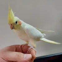 عروس هلندی|پرنده|تهران, جوادیه|دیوار