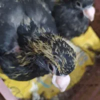 یه‌جفت‌جوجه‌تسوخالص