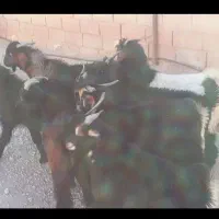 کهره نر ترکی|حیوانات مزرعه|شیراز, سرو|دیوار