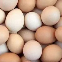 تخم مرغ محلی ارگانیک