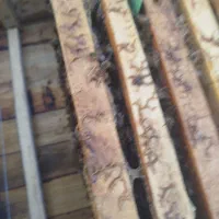 زنبور عسل|حیوانات مزرعه|کامفیروز, |دیوار