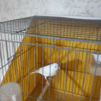 قناری نر ماده به شرط|پرنده|ساوه, |دیوار