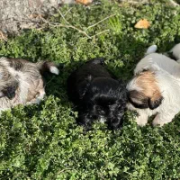 شیتزو|سگ|تهران, پونک|دیوار