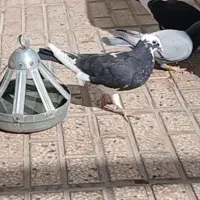 دوتا کفتر جوجه قره مینا سیاه و سبز ماده|پرنده|تربت‌حیدریه, ترمینال|دیوار