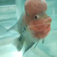 فلاور هورن سایز ریز|ماهی|اصفهان, قهجاورستان|دیوار