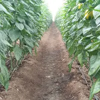 استخدام نیروی آقا کارگر ساده ترجیحا اتباع با مجوز