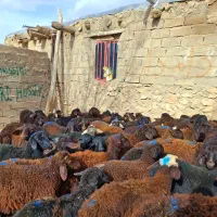 48 تا قزل افشار پای پرواری